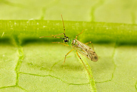 Nesidiocoris tenuis
