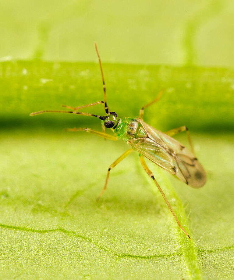 Nesidiocoris tenuis adulto