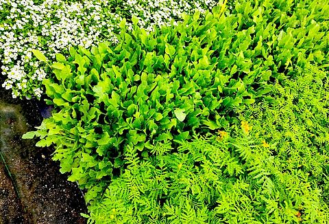 A la venta lotes con plantas refugio para impulsar el control biológico de plagas durante todo el año