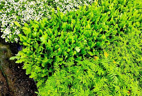 A la venta lotes con plantas refugio para impulsar el control biológico de plagas durante todo el año