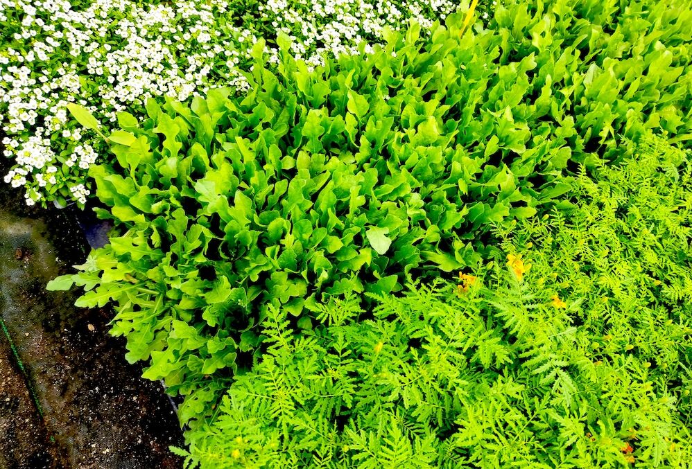 A la venta lotes con plantas refugio para impulsar el control biológico de plagas durante todo el año