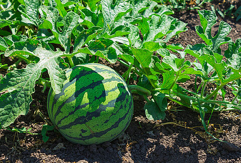 Melón