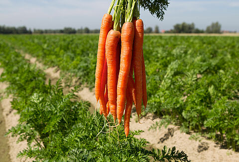 Zanahoria