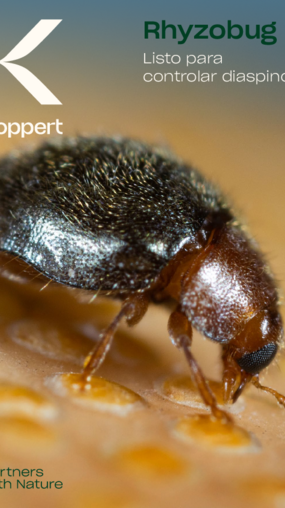 Folleto de Rhyzobug Folleto de Rhyzobug
