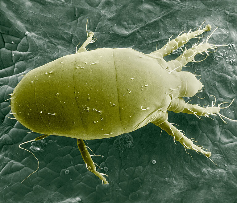 Microscopic picture of Broad mite Polyphagotarsonemus latus