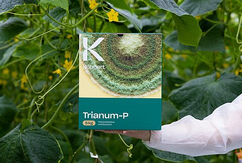 Trianum controla eficazmente el Pythium en el pepino