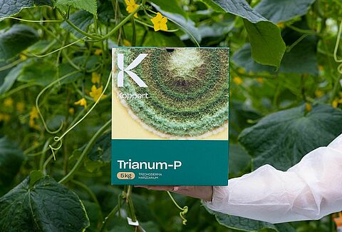 Trianum controla eficazmente el Pythium en el pepino