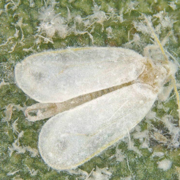 Spiralling whitefly Aleurodicus dispersus Adult stage