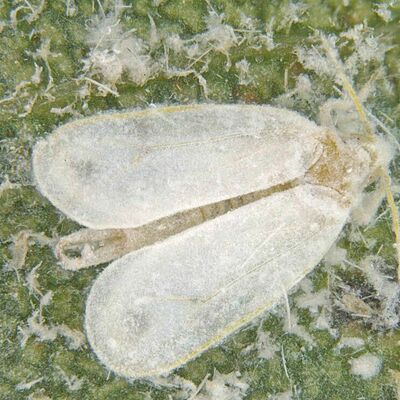 Spiralling whitefly Aleurodicus dispersus Adult stage
