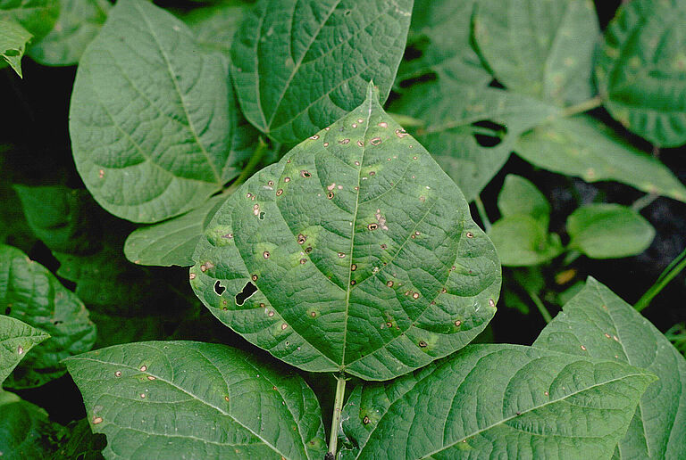 Thanatephorus cucumeris