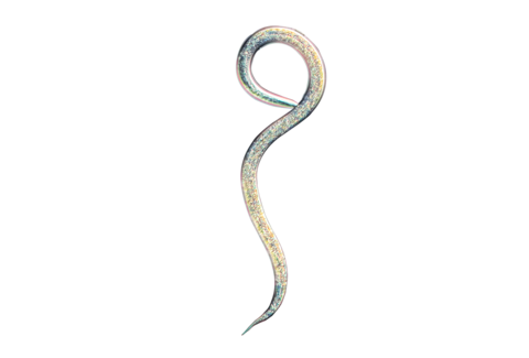 Nematodos beneficiosos