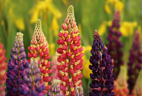 Plantas perennes