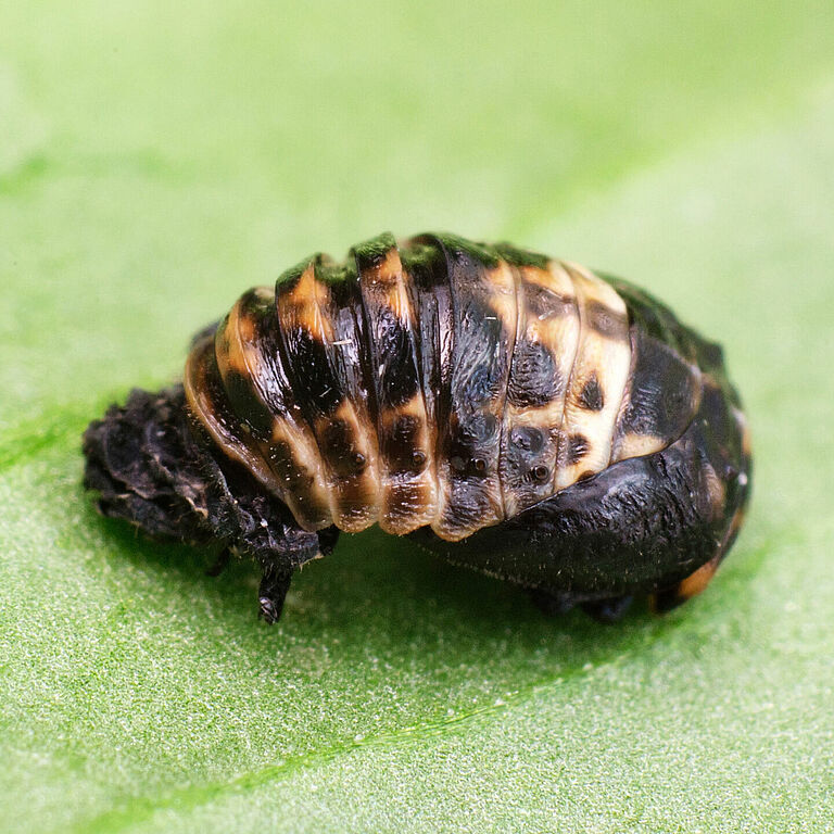 Adalia bipunctata fase pupal