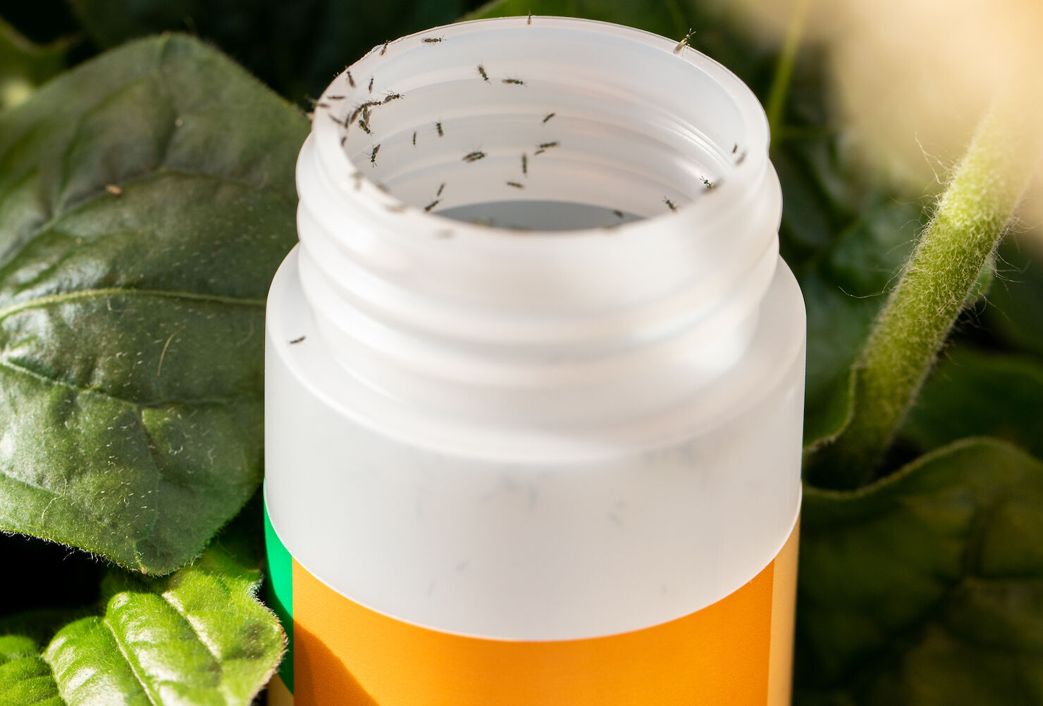 Control biológico de minador de la hoja con Miglyphus