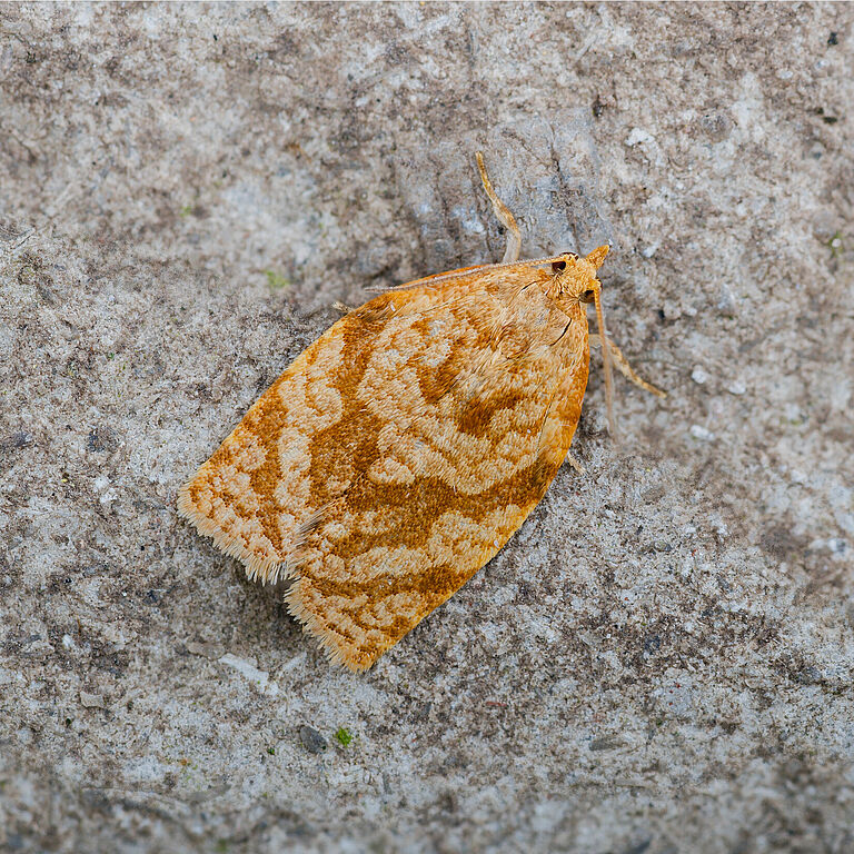 Summer fruit tortrix Adoxophyes orana adult stage