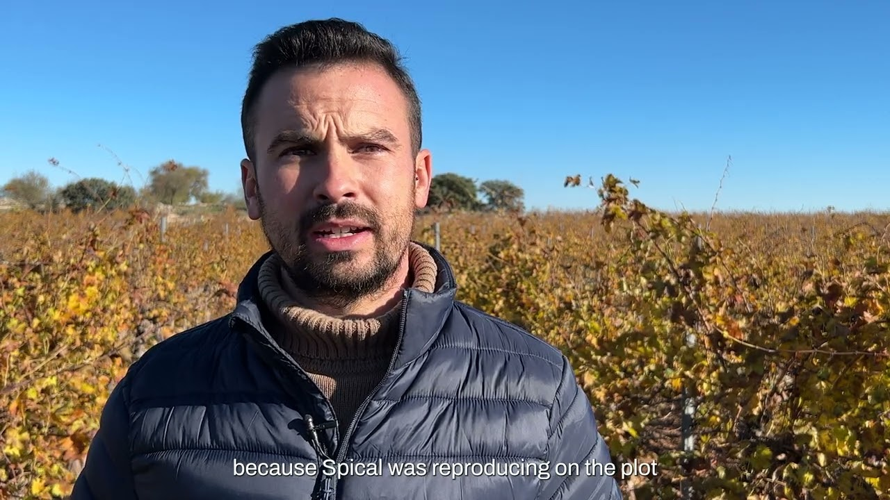 Control biológico de araña roja en viñedo con Spical Ulti-Mite