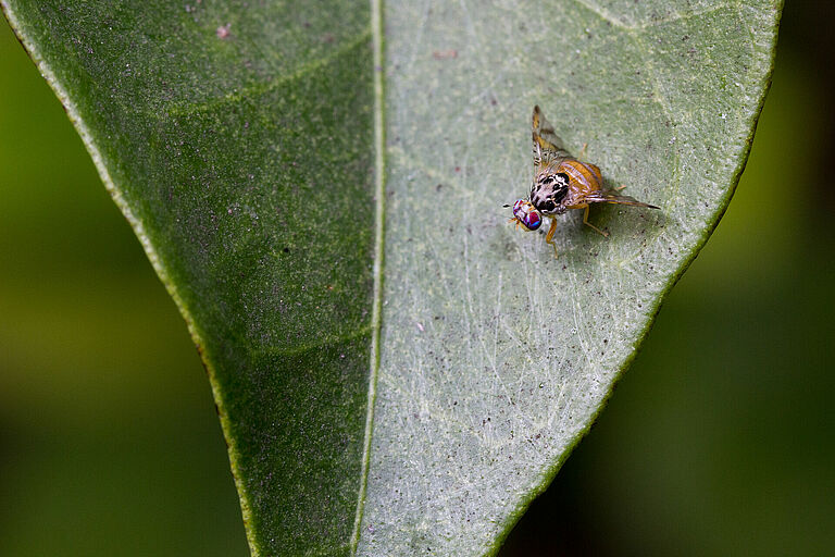 Mediterranean fruit fly Ceratitis capitata adult on leaf
