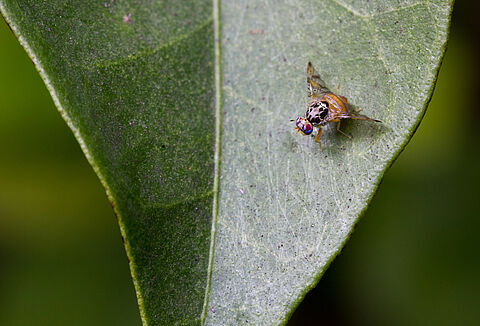 Mosca mediterránea de la fruta