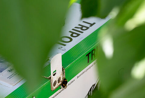 La polinización con abejorros asegura la producción de albaricoque, ciruela y almendro, a pesar del adelanto en la floración