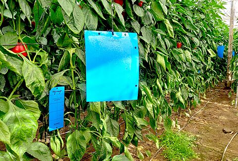 Cuál es la trampa adhesiva que captura más Thrips parvispinus y a qué altura debe colocarse