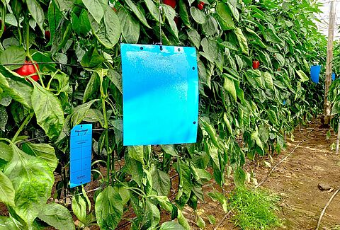 Cuál es la trampa adhesiva que captura más Thrips parvispinus y a qué altura debe colocarse