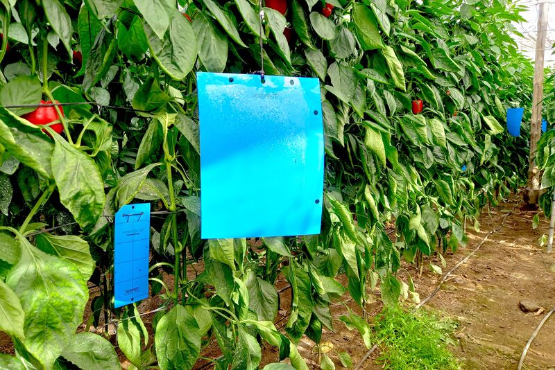 Trampa Horiver azul de Koppert para capturar trips en un cultivo de pimiento.