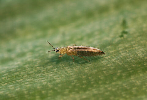 Female Onion thrips Thrips tabaci