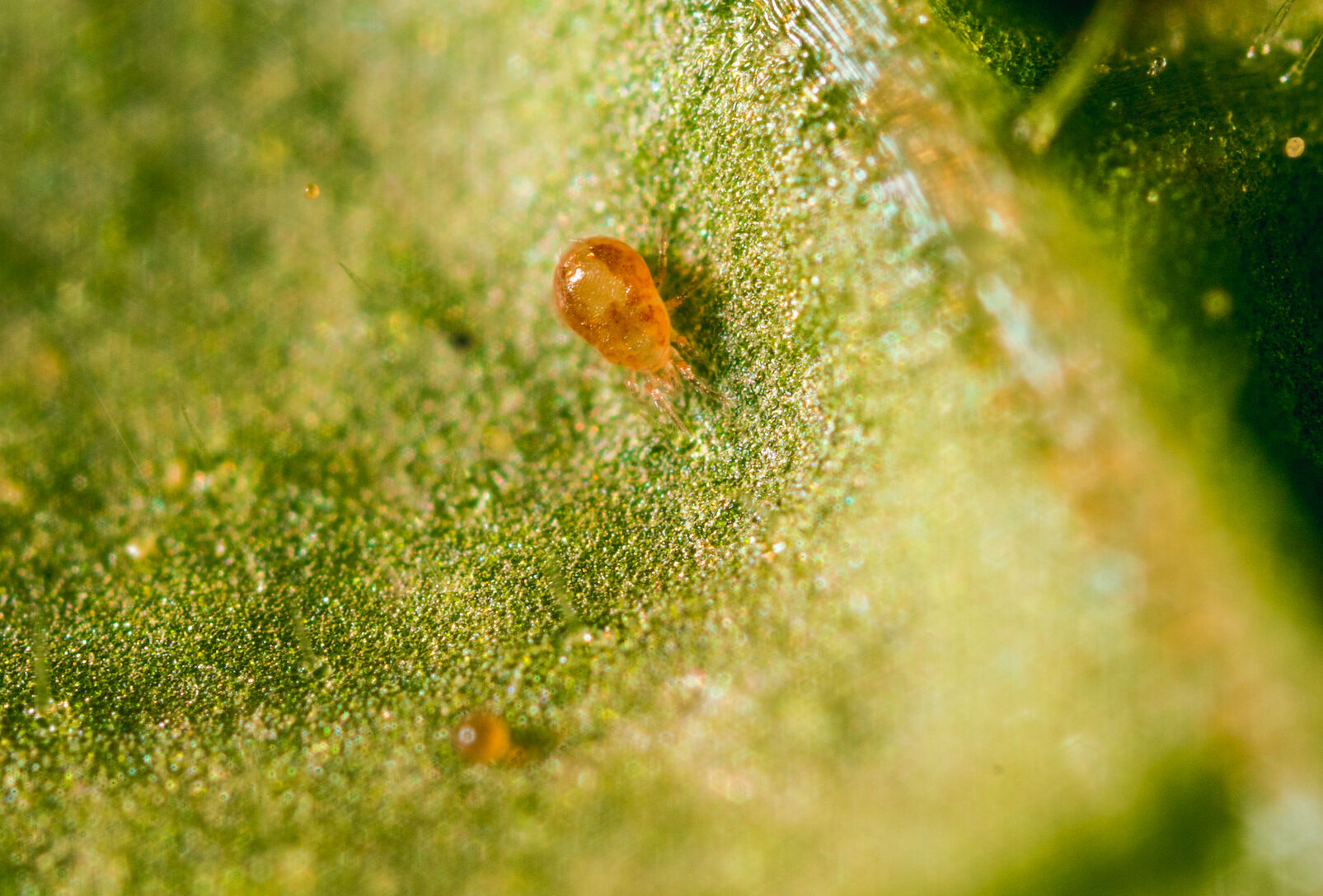 Spical Ulti-Mite ofrece el depredador más eficaz y rentable para el control biológico de araña roja en cítricos