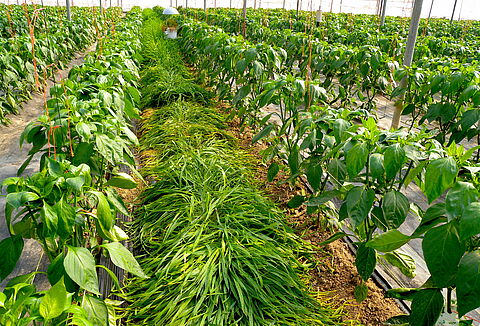 Cómo mejorar el hábitat de los enemigos naturales en invernadero