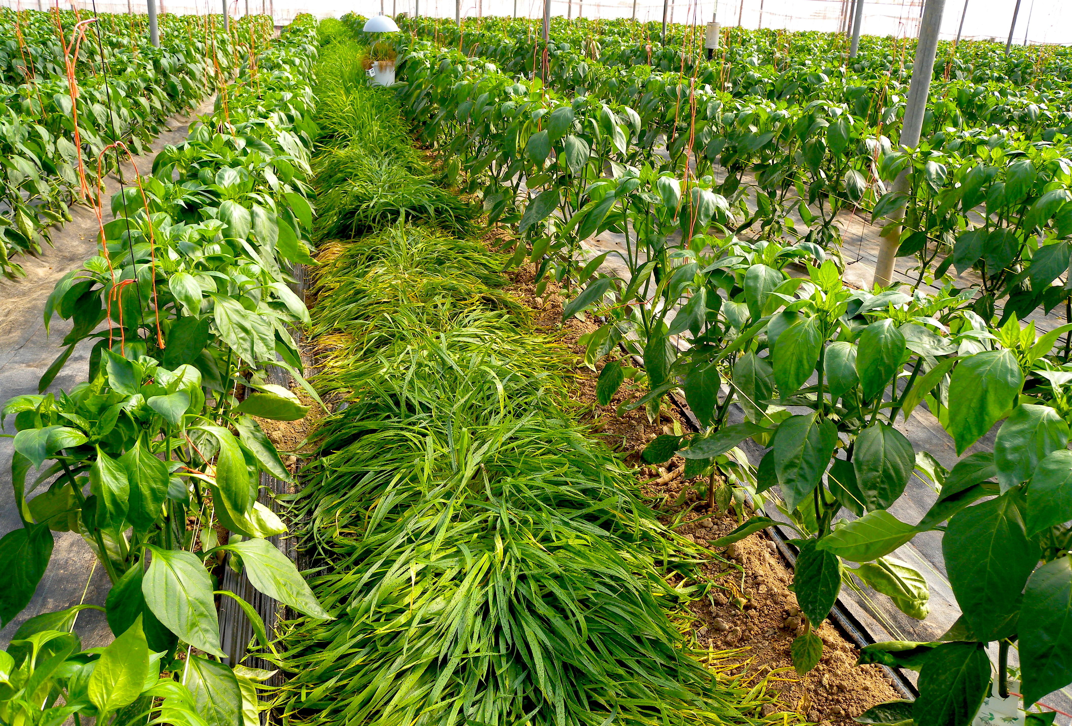 Cómo mejorar el hábitat de los enemigos naturales en invernadero