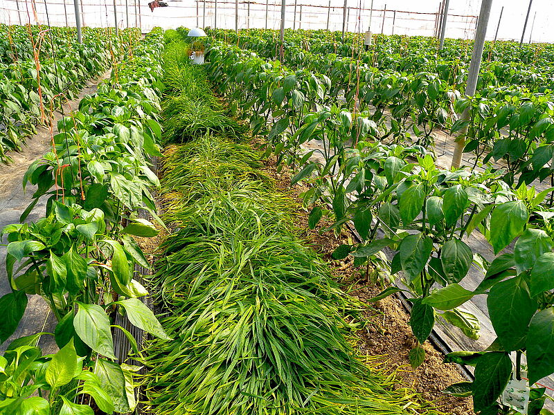 PLANTA-REFUGIO.JPG