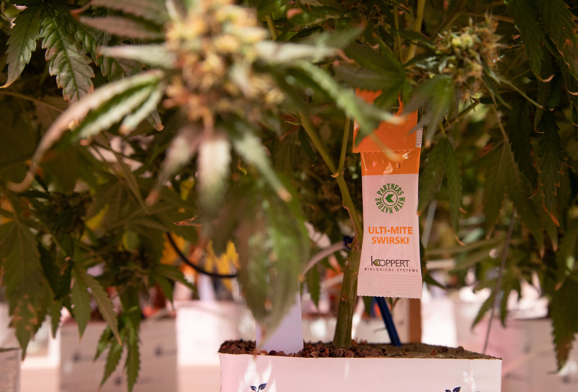 Koppert mostrará a expertos internacionales la vanguardia del control biológico en cannabis para uso medicinal