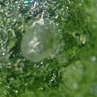 Thrips Parvispinus Huevo
