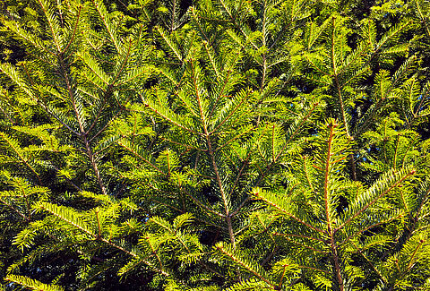 Coníferas ornamentales