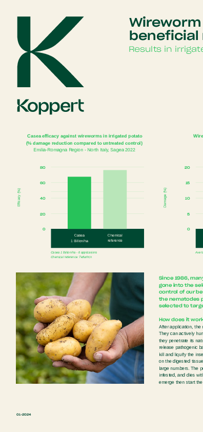 Control del gusano de alambre en la patata