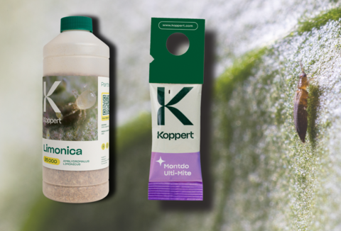 Koppert vence al Thrips Parvispinus con Limonica y Montdo Ulti-Mite