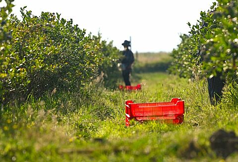 Sí, estoy satisfecho con Natupol Booster y los servicios de Koppert