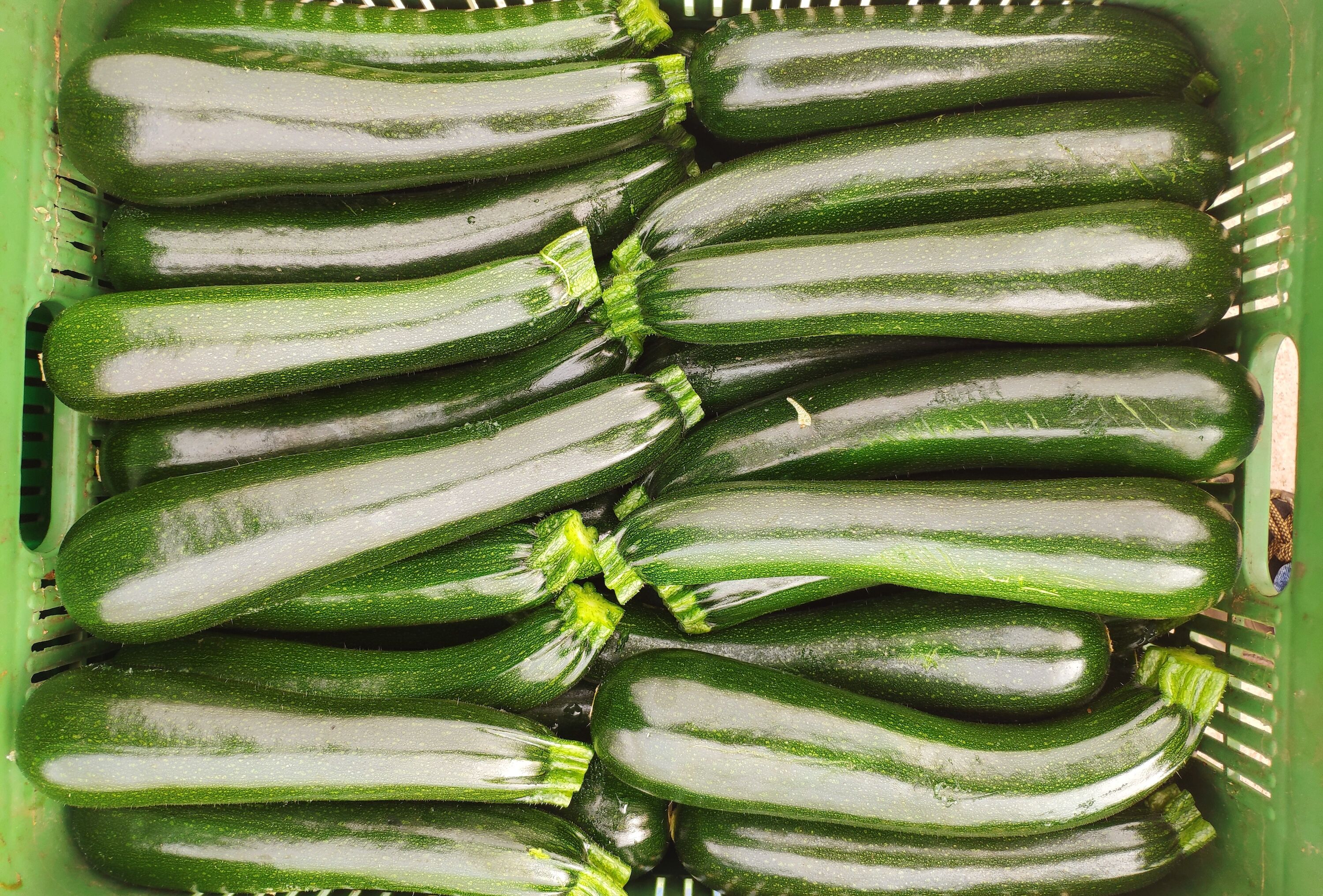 Eficaz control biológico en calabacín