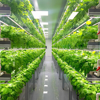 Plant,Vertical,Farms,Producing,Plant,Vaccines