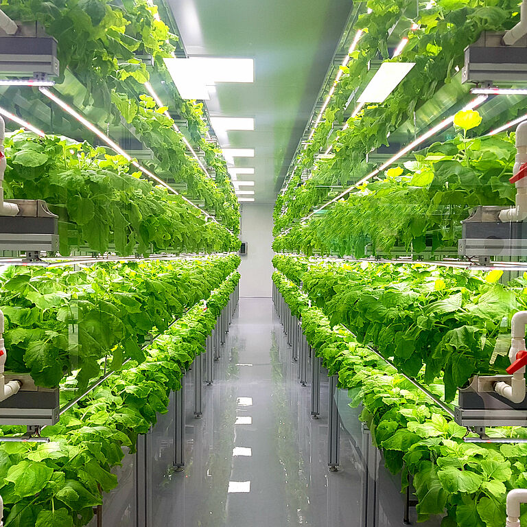 Plant,Vertical,Farms,Producing,Plant,Vaccines