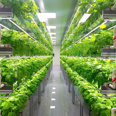 Plant,Vertical,Farms,Producing,Plant,Vaccines