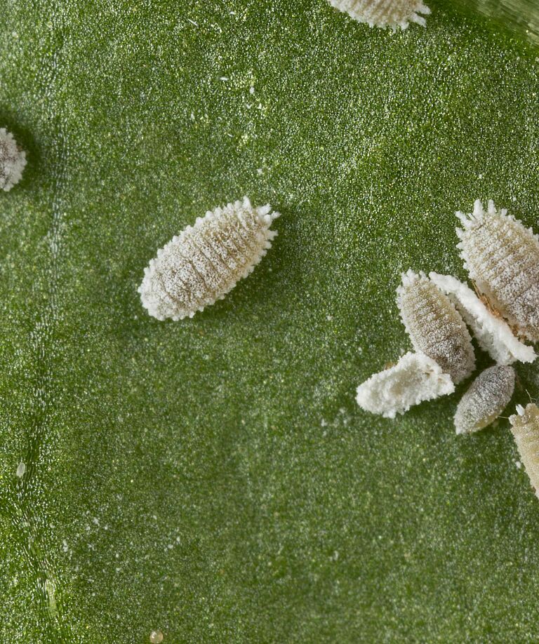 Solanum mealybug Phenacoccus solani