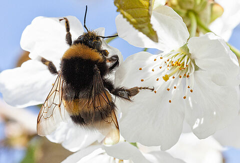 Trianum y Vidi Terrum mejoran la formación de la flor y la calidad del polen