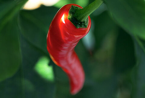 Pimiento