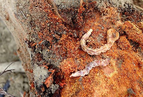 Troyan®, la solución biológica frente a la plaga del gusano cabezudo en almendro