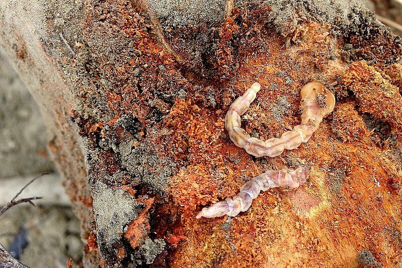 Gusano cabezudo oculto en las raíces de un almendro.