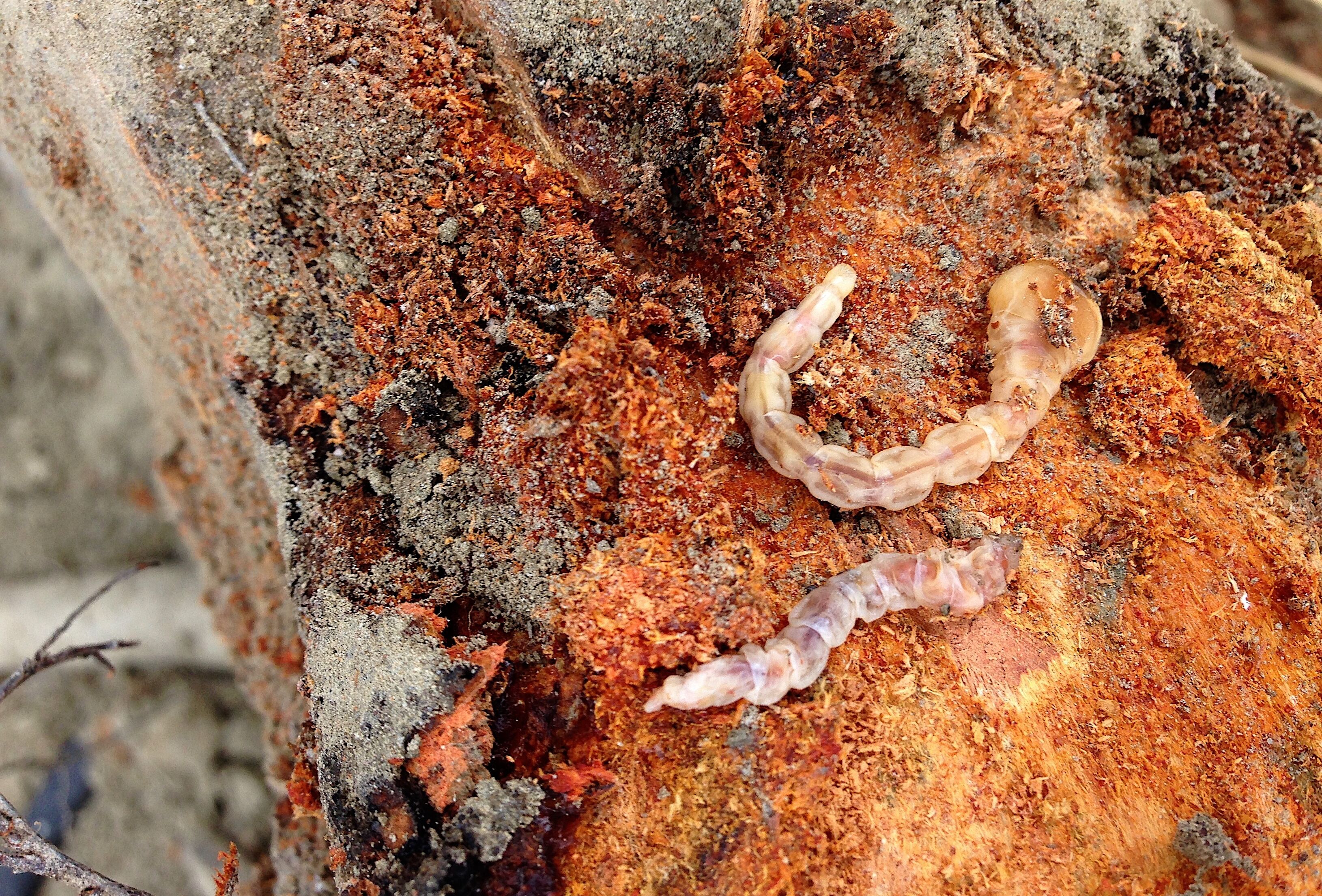 Troyan®, la solución biológica frente a la plaga del gusano cabezudo en almendro