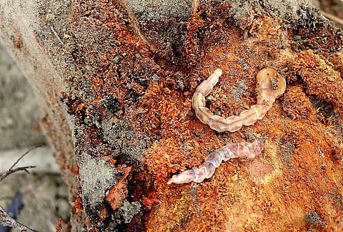 Troyan®, la solución biológica frente a la plaga del gusano cabezudo en almendro