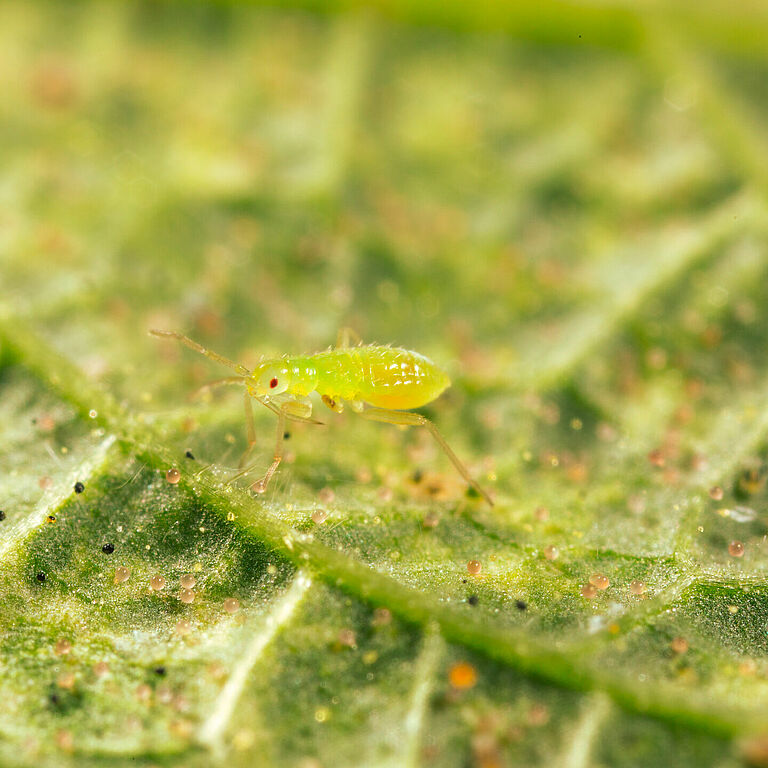 Macrolophus pygmaeus ninfa joven