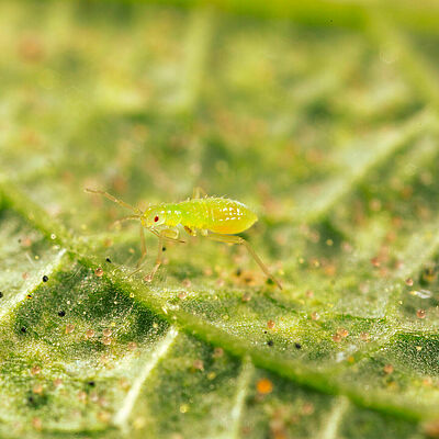 Macrolophus pygmaeus ninfa joven